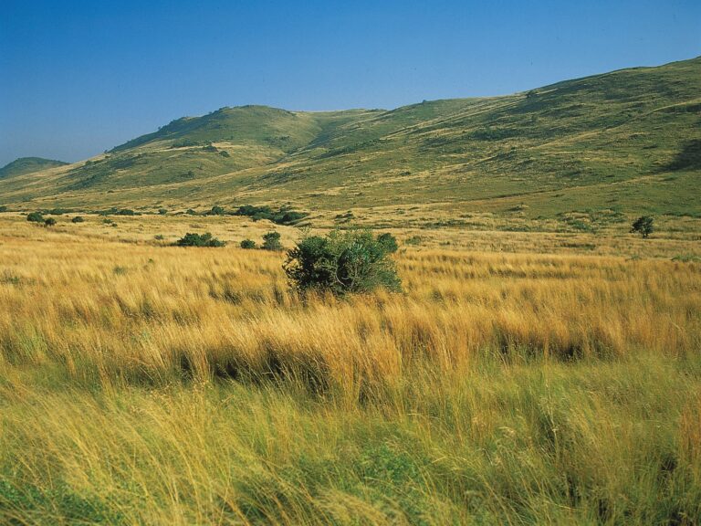 Grasslands: An emerging frontier for nature-based carbon Credits