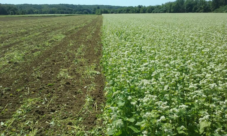 Growing Cover Crops for Carbon Credits